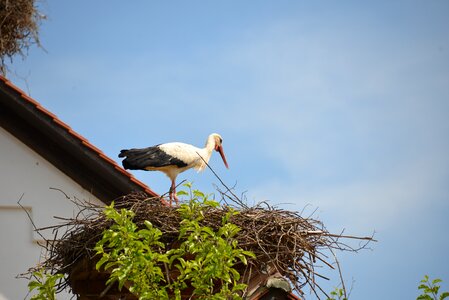 Nest bird animal photo