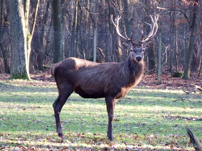 Hunting forestry wildlife park