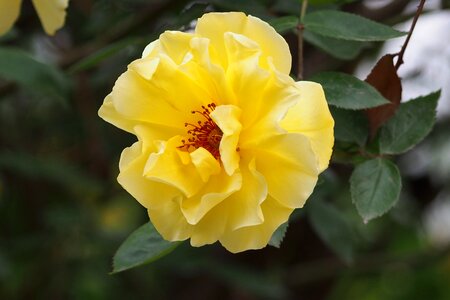 Spring yellow flower rose photo