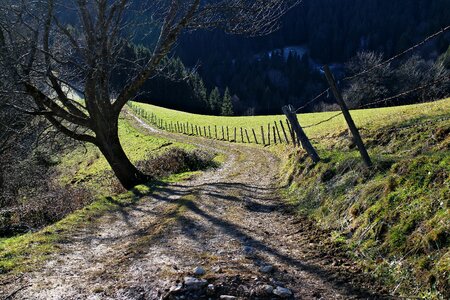 Lane alpine way meadow photo