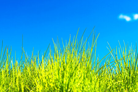 green grass