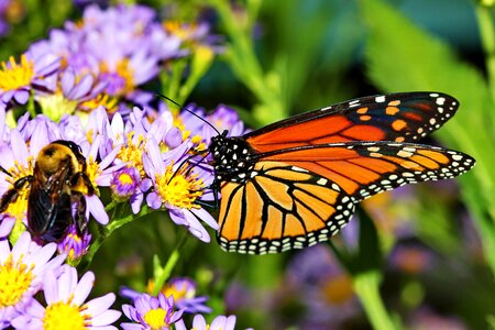 Insect flower monarch photo