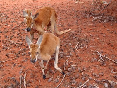 Red large australia