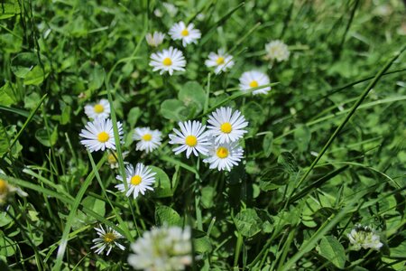 Beautiful Flowers bloom blooming photo