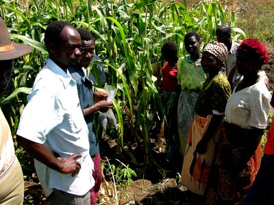 Crops growth Malawi photo