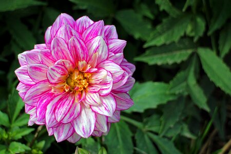 Composites flower garden ornamental flower photo