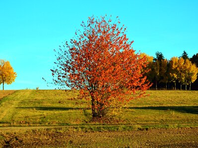 Autumn colors grass