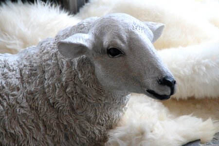Animal head flock of sheep