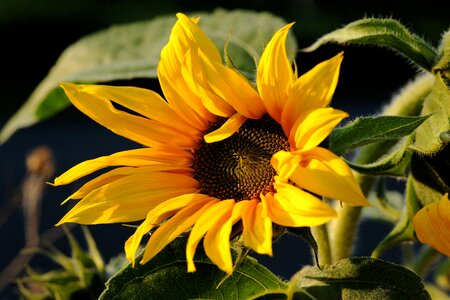 Close up nature bright