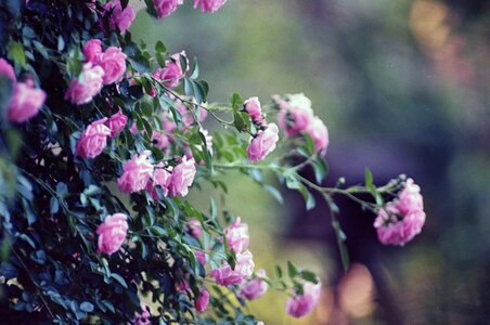 Beautiful beautiful flowers biology