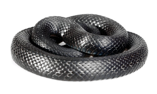 Black Snake photo