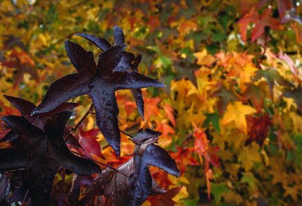 Fall season fall leaves background photo