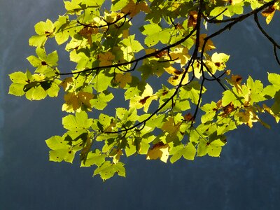 Autumn acer pseudoplatanus maple photo
