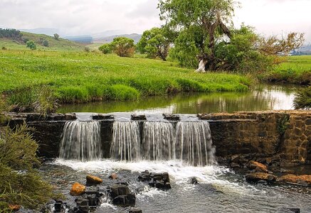Dam flora grass