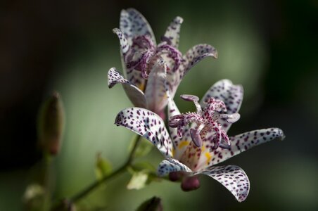Flower bloom floral