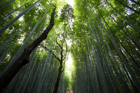 Dense Green Woods photo