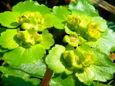 Green flower plant