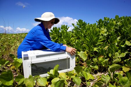 Array female field photo