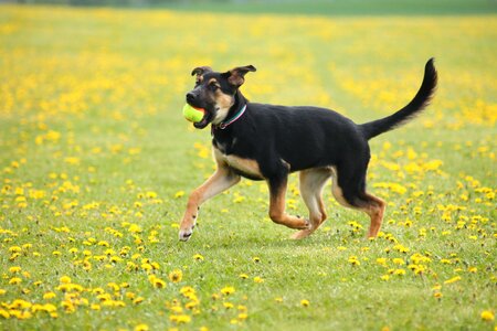 Dog puppy meadow photo