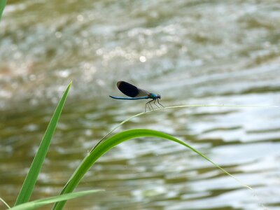 Insect blue dragonfly nature reed photo