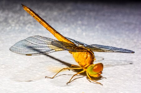 Close up wing chitin