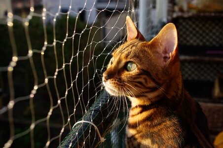 Bengal cat sunny