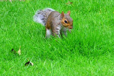 Squirrel animal mammal photo