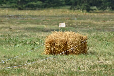 Hay hay field grass photo
