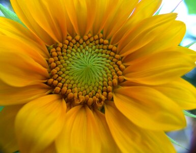 Sunflower yellow flower