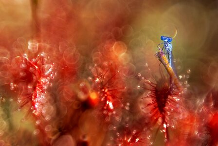 Plant closeup macro photo