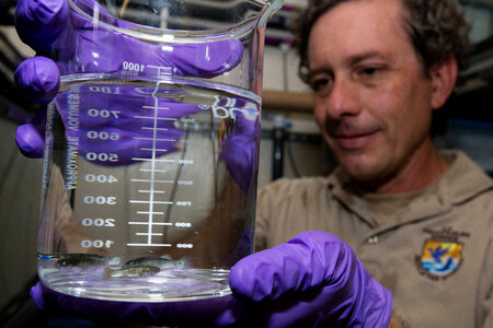 FWS biologist observes captive Devils Hole pupfish-2