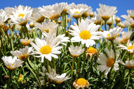 Beautiful Flowers bloom blooming