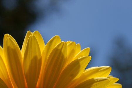 Flower spring plant