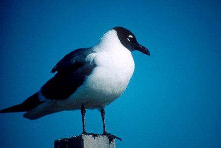 Laughing Gull photo