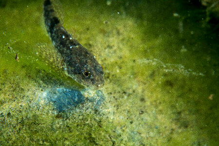 Slimy sculpin-2