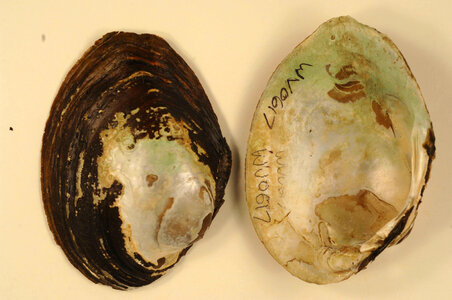 Lampsilis cardium-1
