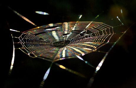 Color web nature