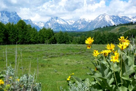 Wild blossoms blooms