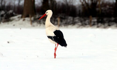 Animals bill rattle stork