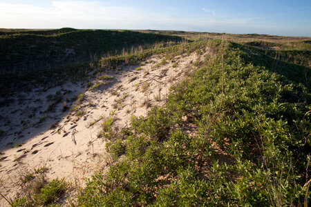 Shinnery oak habitat-25