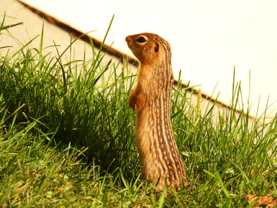 Ground Squirrel standing up photo