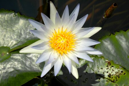 White blossom bloom