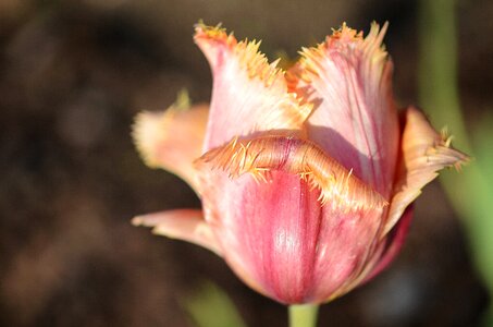 Nature flowers tulips