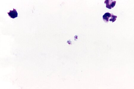 Crescent plasmodium scrub photo