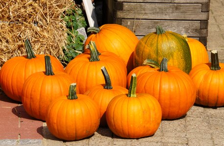 Harvest garden halloweenkuerbis photo