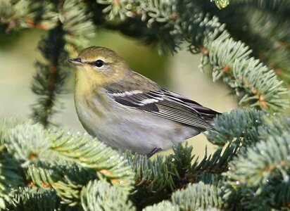 Autumn plumage Setophaga striata photo