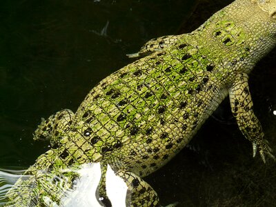 Animal creature skin photo