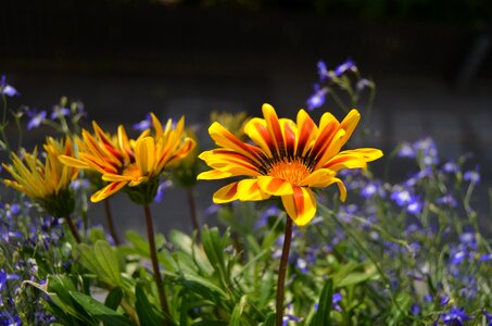 Backlight summer flowers black background