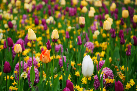 Purple And Yellow Tulips photo
