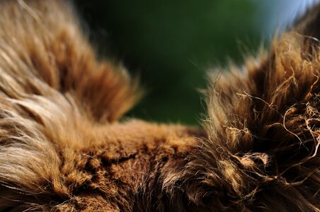 Dog close up fur